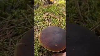 Foraging boletus in the dry forest with the sound