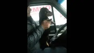 Такса танцует.