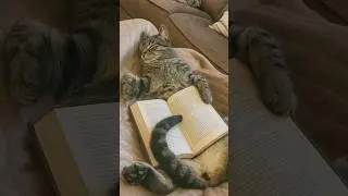 My Kitty Cat Loves His Box Of The Month! #bookofthemonth #books #cat #catlovers