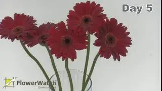 FlowerWatch presents Red Gerbera vase life test in HD
