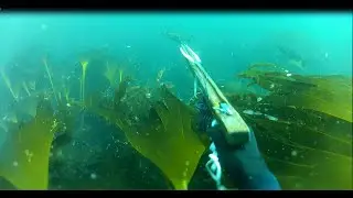 Chasse sous-marine en bateau/ juillet 2022- Finistère sud -#spearfishing #Lieu jaune