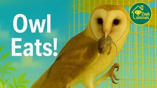 Owl, owl sounds, owl city, owl hunting, owl pet, owl video