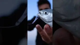 Esca CODA di RONDINE con bombarda ad Ultra Light Spinning LECCIA STELLA #ultralightfishing