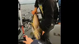 Ferox trout guided trip | just fishing no making