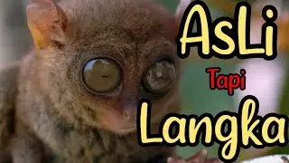 Daftar Hewan langka asli Indonesia