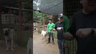 Kangals sa bundok #kangal