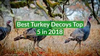 Best Turkey Decoys for the Money Top 5 in 2018