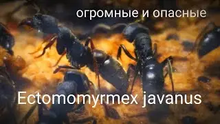 ОГРОМНЫЕ АГРЕССИВНЫЕ Ectomomyrmex  javanus