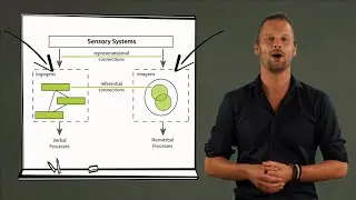 Dual-coding theory van Allan Paivio - Hersenen en leren Deel 3