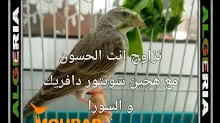 شاهد و استمتع  تزاوج هجين من أب شونتار دافريك وأم سورا موزنبيق مع أنثى مقنين استمتع مع المدرسة 2026.