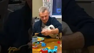 Asking Dad To Babysit&hellip; l The Dodo #animals #dodo #dogs