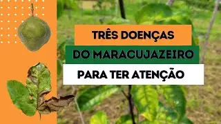 Três doenças do maracujá para ficar de olho.