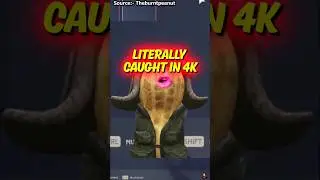 Запечатлено в прямом эфире в 4K #короткиевидео