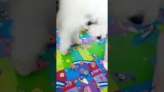 الصديق الوفي لبنتي 🐩🐩وهاعلاش ربيتوصغير باش اكبر معها😊😊😊😊🥰🥰