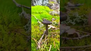 Псевдоговорушка 🤫 бокаловидная Pseudoclitocybe cyathiformis 🍄Говорушка mushrooms Clitocybe