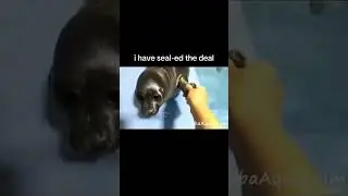 He has seal-ed the deal😎😂#memes#viral#animals #funny#memesdaily #funnymemes