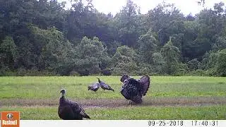Turkey 2018 0925p  Cam35 VID0013 Very Active Tom Turkeys