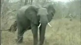 Elephant On The Run