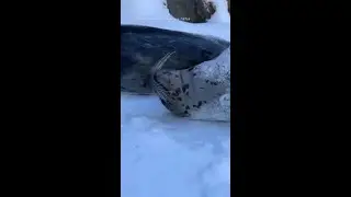 Playful Seals Enjoy Winter Weather at Oregon Zoo