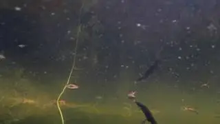 Vroege Vogels - Kleine watersalamander onder water