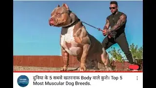 🐕 Muscular Dogs &ndash; TOP 10 Most Muscular Dog Breeds In The World!