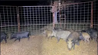 Wild HOGS in Texas are destroying farmers crops: How to safely remove them #wildlife #outdoors