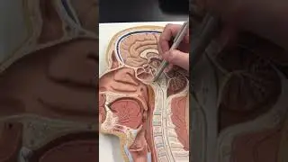 Mid-Sagittal section of head