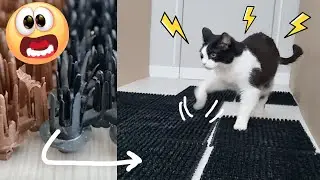 Soft Paws + Very Hard Plastic = ?