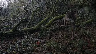 #8 compilation pi&egrave;ge photo dans la for&ecirc;t #deer #cameratrap #wildlife #nature #animals