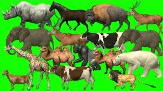 All animals running green screen // green screen animals video // cartoon running animals and birds