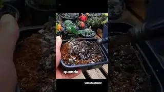 Quer Descobri Como Cuidar Das Suas Plantas? Veja os v&iacute;deos completos no canal! - @wenyplantas