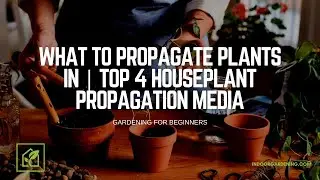 What To Propagate Plants In | Top 4 Houseplant Propagation Media