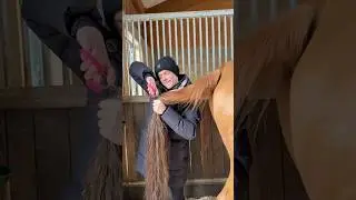 Was ist am schlimmsten?😱 #horse #equestrian #horsefan #pferd #horseriding #horselover #shorts