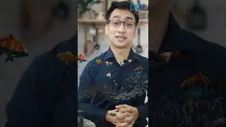 Mataas na 