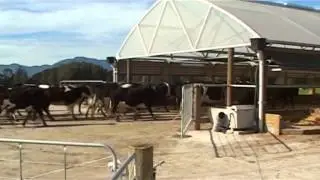 Protect Your Herd with HerdHomes Systems Ltd