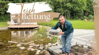 🕸️ Dein Teich ist tot? Das &auml;ndert ALLES! (Nachhaltige Rettung)