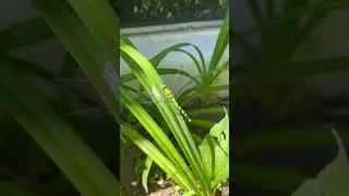 Green darner #dragonfly
