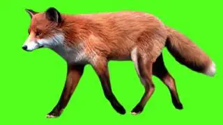 red fox green screen background || green screen video || green screen fox || fox green screen #fox