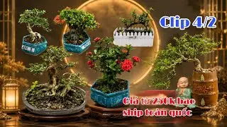 Bonsai giá rẻ 4/2 Vũ #0939106333 có Chiếu thuỷ, Sơn Liễu, Linh Sam Mẫu Đơn Sen Nhật, Sam hương 