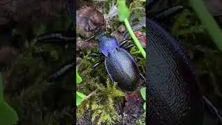 Violet ground beetle, Carabus violaceus