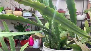 NUEVO Trasplante de cactus orqu&iacute;dea | Fabi Plantas #suculentas