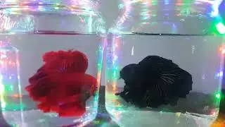 Rosetail and Black orchid Bettas 😎