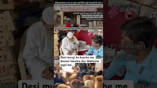 Which medicine and vaccine is given to chicks from 1st to 30th day of brooding | Desi poultry far...