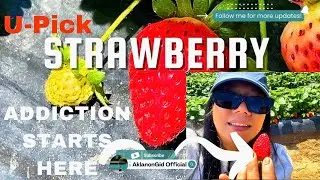 Can You Really Eat Strawberries Straight From The Farm?