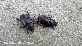 Best Amazing Animals Video - Rhino Beetle Races With Sugarcane Beetle PART 2