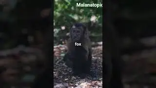 The Brave Little Monkey's Daring Adventure