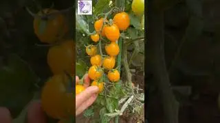 Harvest Garden-123 236 | Full HD | The Art 888 #theart888 #beautiful #earth
