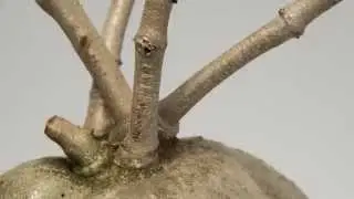 LOOK | An Ant Plant