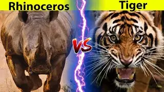 Siberian Tiger vs Rhinoceros - Who is Stronger