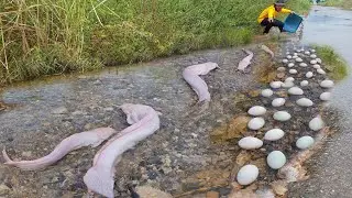 Village Life Fishing: Draining the Canal FULL of Fish